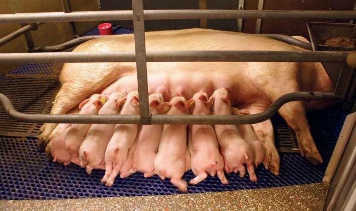 Свинарник на 100 свиней. Свинарник ферма. Поросята в свинарнике. Свинья постройка. Свинья в свинарнике