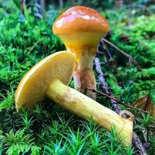 Масленок съедобный