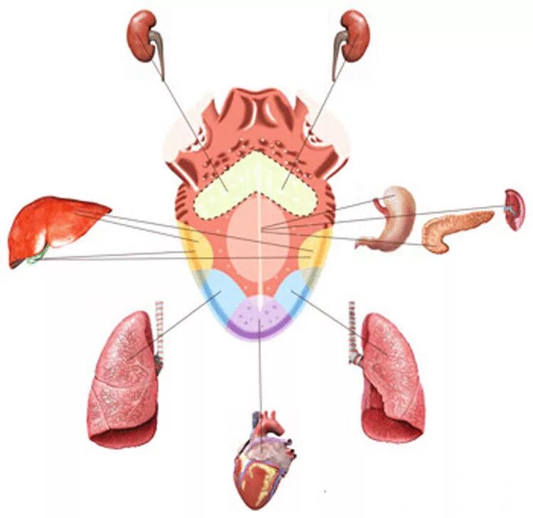 Язык человека определить болезнь. Зоны органов на языке человека. Язык зоны проекций органов.