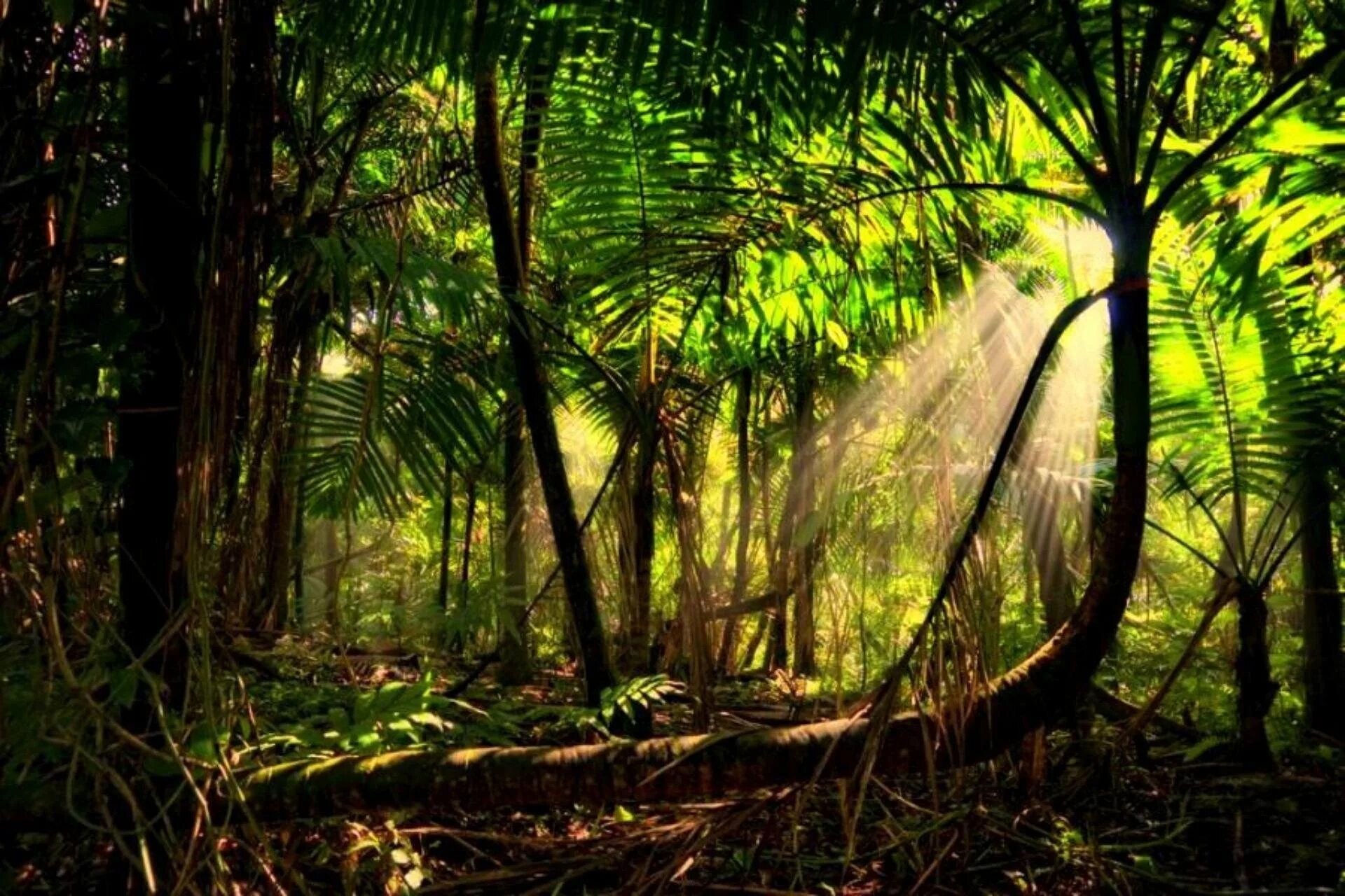 Бразилия тропические леса Сельва. Лес Эль Юнке, Пуэрто-Рико. Тропикал Рейнфорест. Тропические дождевые леса Амазонии.