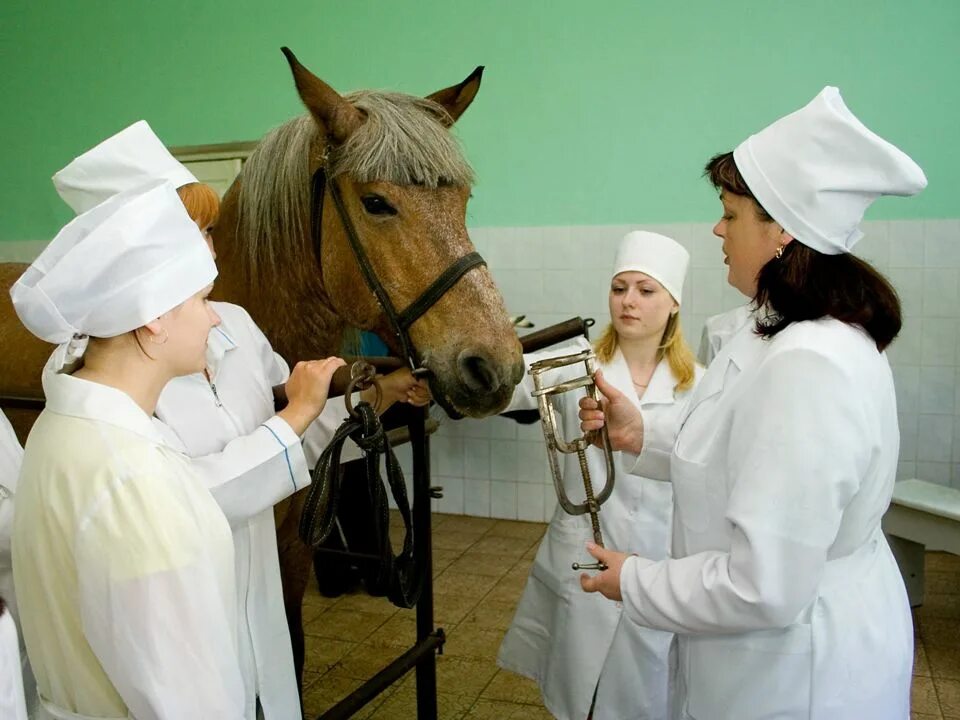 Казанская ветеринарной медицины. Ветеринарный институт Скрябина. Международная ветеринарная Академия. Академия ветеринарной медицины в Москве. Казанская ветеринарная Академия.