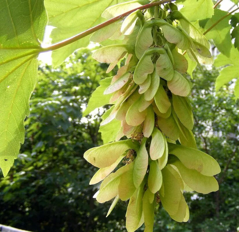 клен ясенелистный семена. ясень обыкновенный крылатки. дерево с вертолетиками название. клен остролистный вертолетики. клён ясенелистный вертолетики.