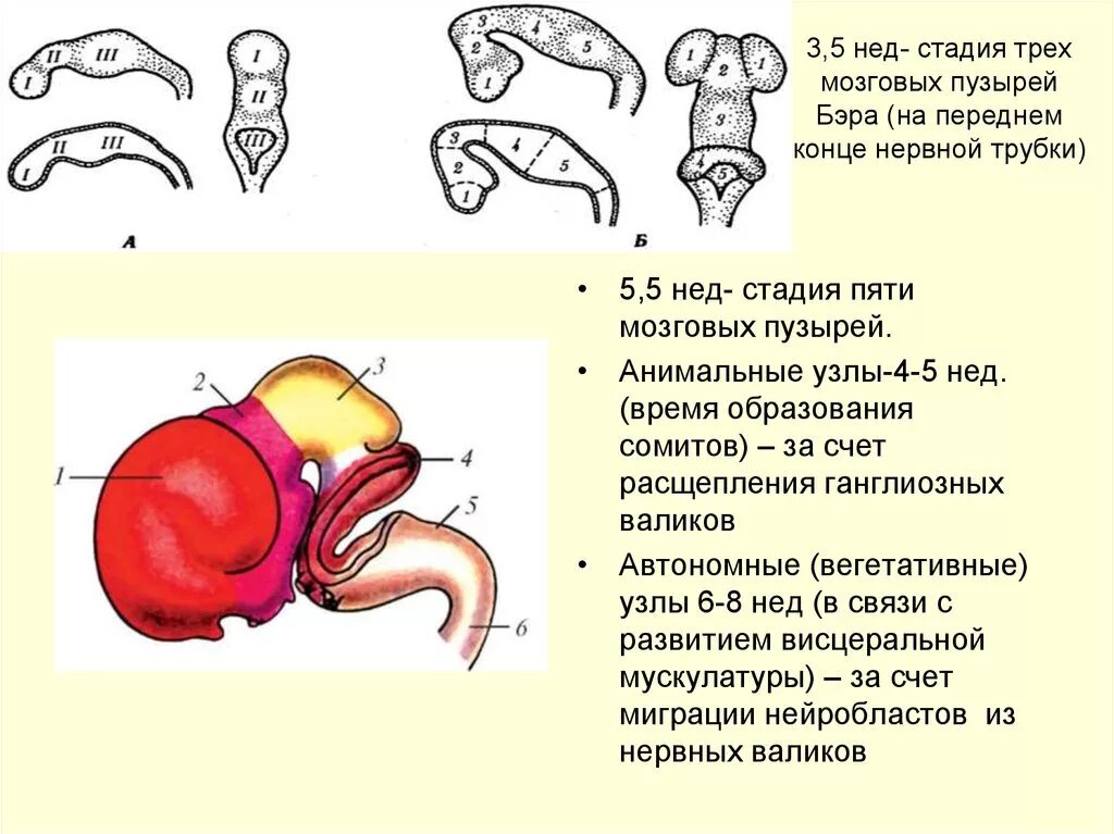 3 пузыря мозга. Стадии формирования мозговых пузырей. Стадия пяти мозговых пузырей. Стадии трех и пяти мозговых пузырей. Стадия трек мозговых пузырей.