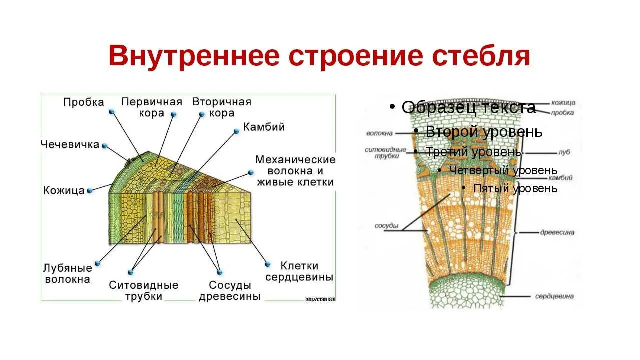 Какую функцию выполняет ткань камбий. Схема среза стебля растения. Схема строения стебля древесного растения. Внутреннее строение стебля травянистого растения.