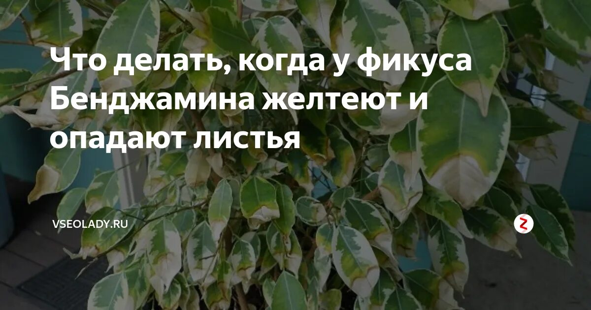 Почему фикус желтеет и сбрасывает листья. Фикус бенджамина желтеет. фикус остролистный осыпаются листья.