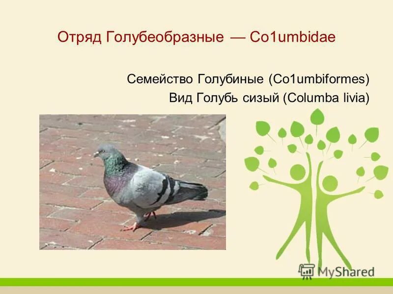 Классификация голубя сизого. Классификация голубя. Систематика голубя. Синантропные животные голуби. Систематика голубя.