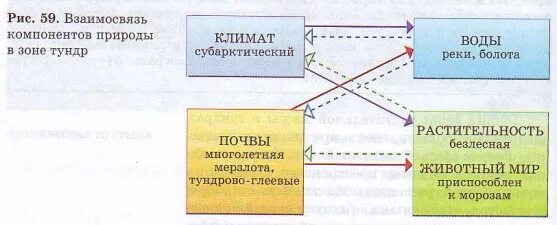 Примеры взаимосвязей между компонентами природы в тайге