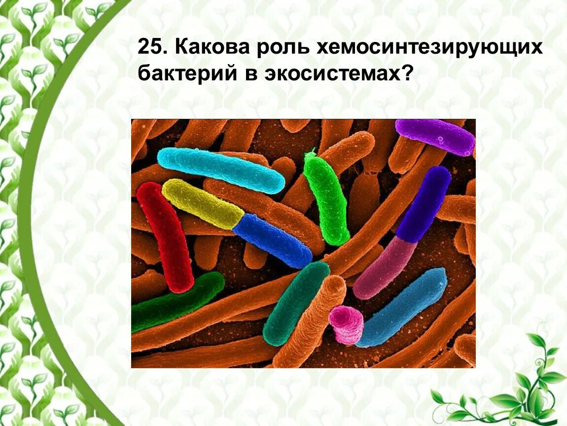 Болезнетворные бактерии биология. Роль хемосинтезирующих бактерий. Роль хемосинтезирующих бактерий в экосистемах. Экосистема микроорганизмов. Хемосинтезирующие микроорганизмы.
