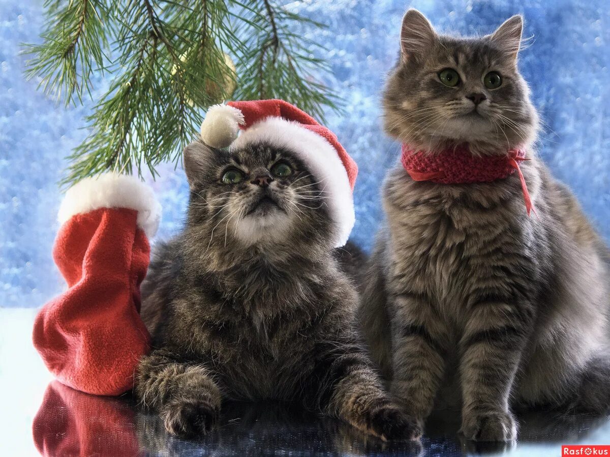 Фото новогоднего кота. Новогодние коты. кот санта. новогодние котики вместе. два новогодних кота.