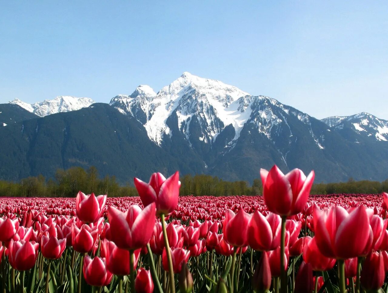 Цветы Канады. Национальный цветок Канады. Канада весной. Растительность канады