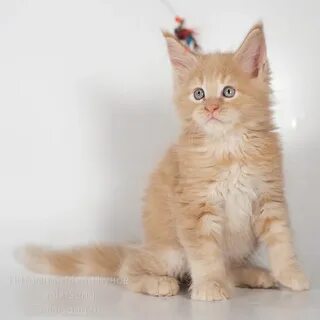 Недорого котенка мейн куна
