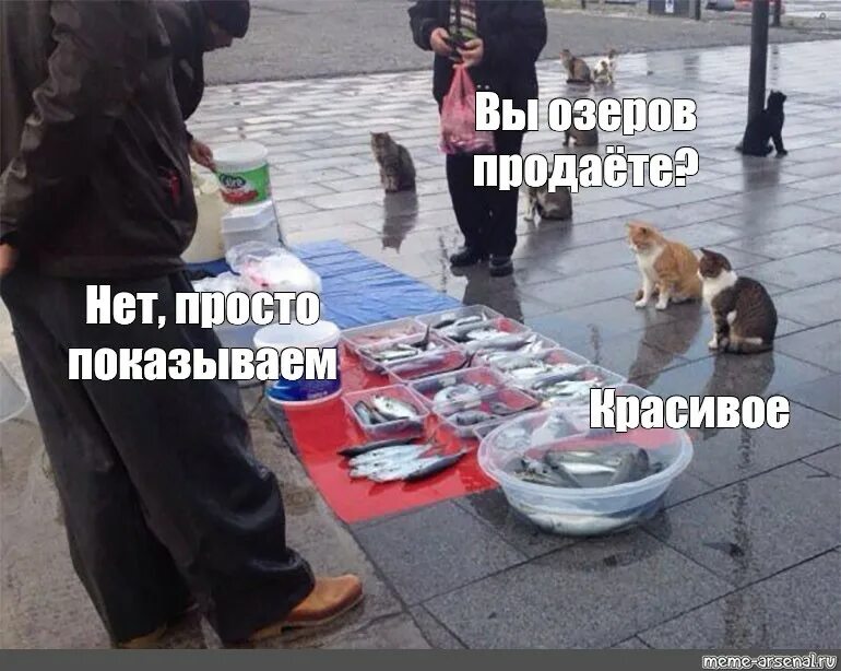 Рыбу продаете нет показываю красивое. Просто во мем кот. рыбов продаете мем. просто интересно что будет в конце мем с котом. мемы по продажам.