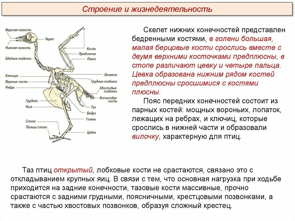 Скелет птицы пояс задних конечностей. Функции пояса передних конечностей у птиц. Строение пояса верхних конечностей птиц. Пояс передней конечности скелет птицы. Назовите кости пояса передних конечностей птицы