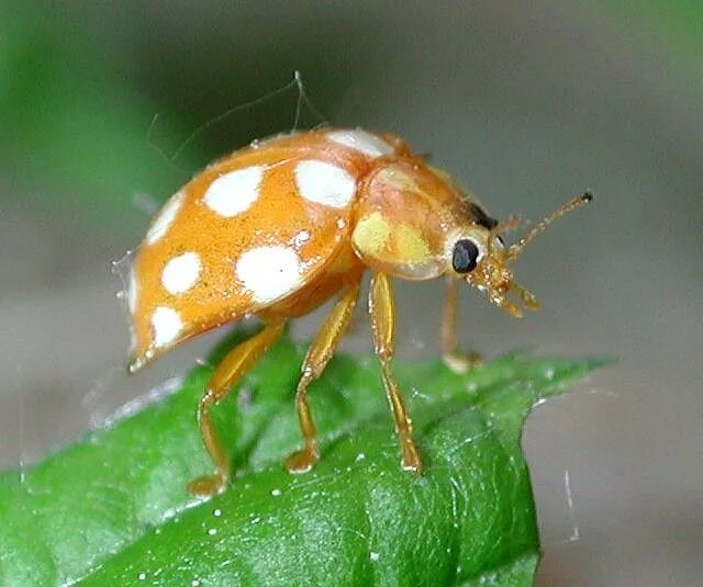 Желтая Божья коровка с белыми пятнышками. Коричневая Божья коровка с желтыми пятнами. Божья коровка оранжевая с желтыми пятнами. Божья коровка желтая с белыми точками.