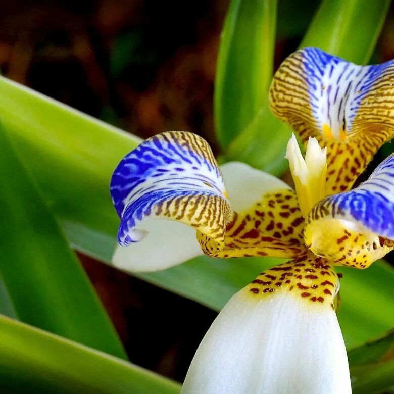 Iris xiphium. Ксифиумы высокорослые луковичные ирисы. Ирис spanish empire. Ирис сетчатый фабиола. Ирис тонколистный.