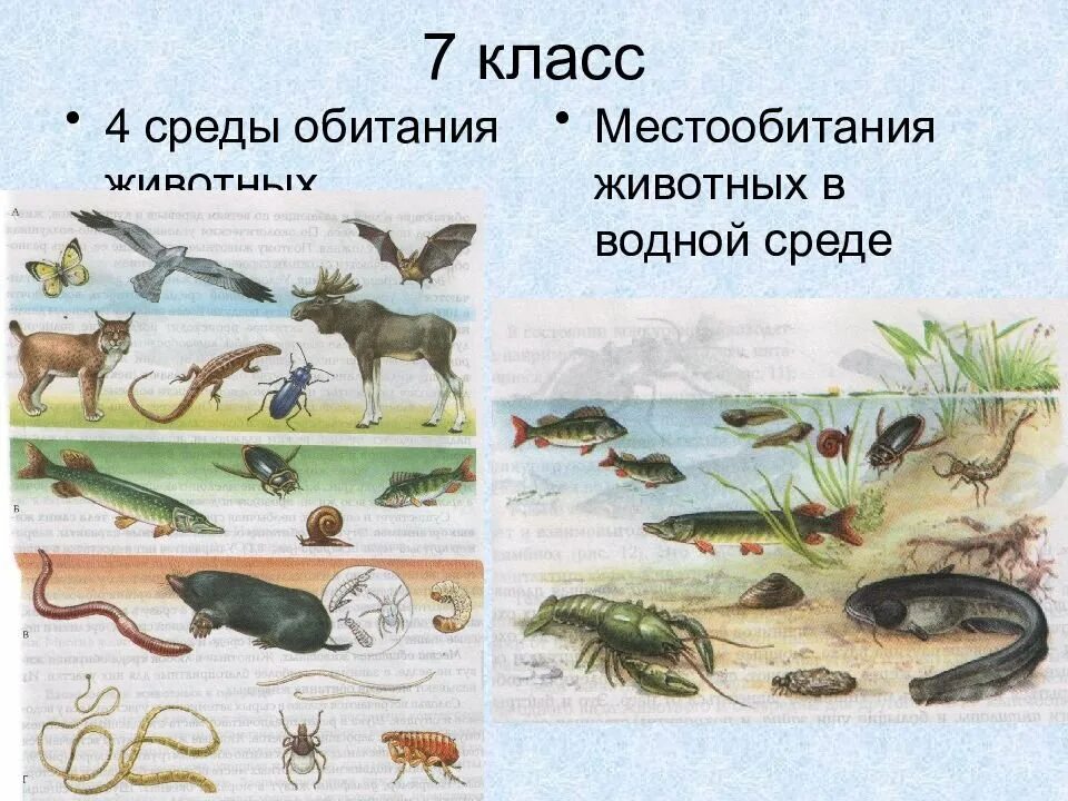 Животные разных сред. Среды обитания животных. животные разных сред обитания. средыобиания животных. среды жизни обитания животных.