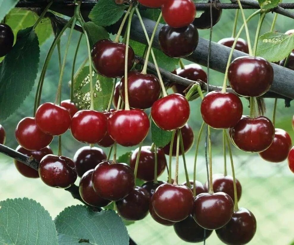 Лучшие низкорослые сорта вишни