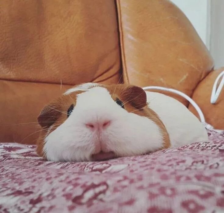 Как спят морские свинки фото Oh my goodness. The cutest thing ever. Follow them on Facebook under 'guinea gui