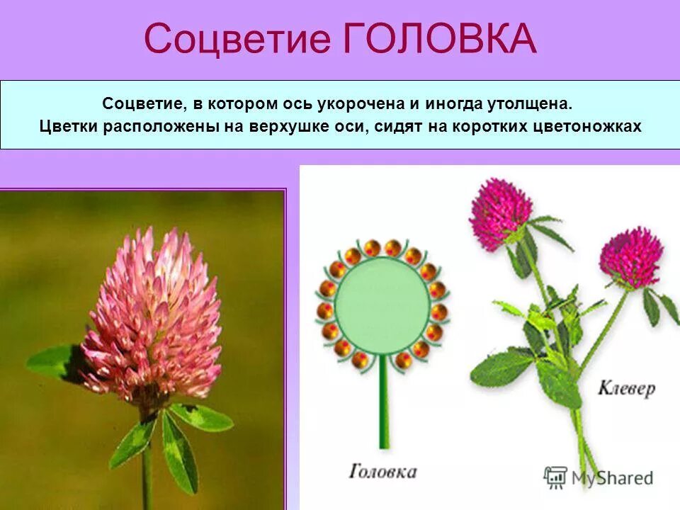 Простые соцветия головка. Строение соцветия головка. Соцветие клевера. Тип соцветия головка примеры растений. Простые моноподиальные соцветия головка.