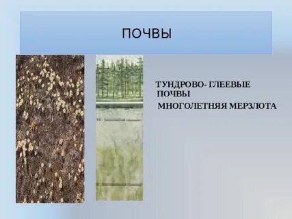 Мерзлотно таежные почвы гумус