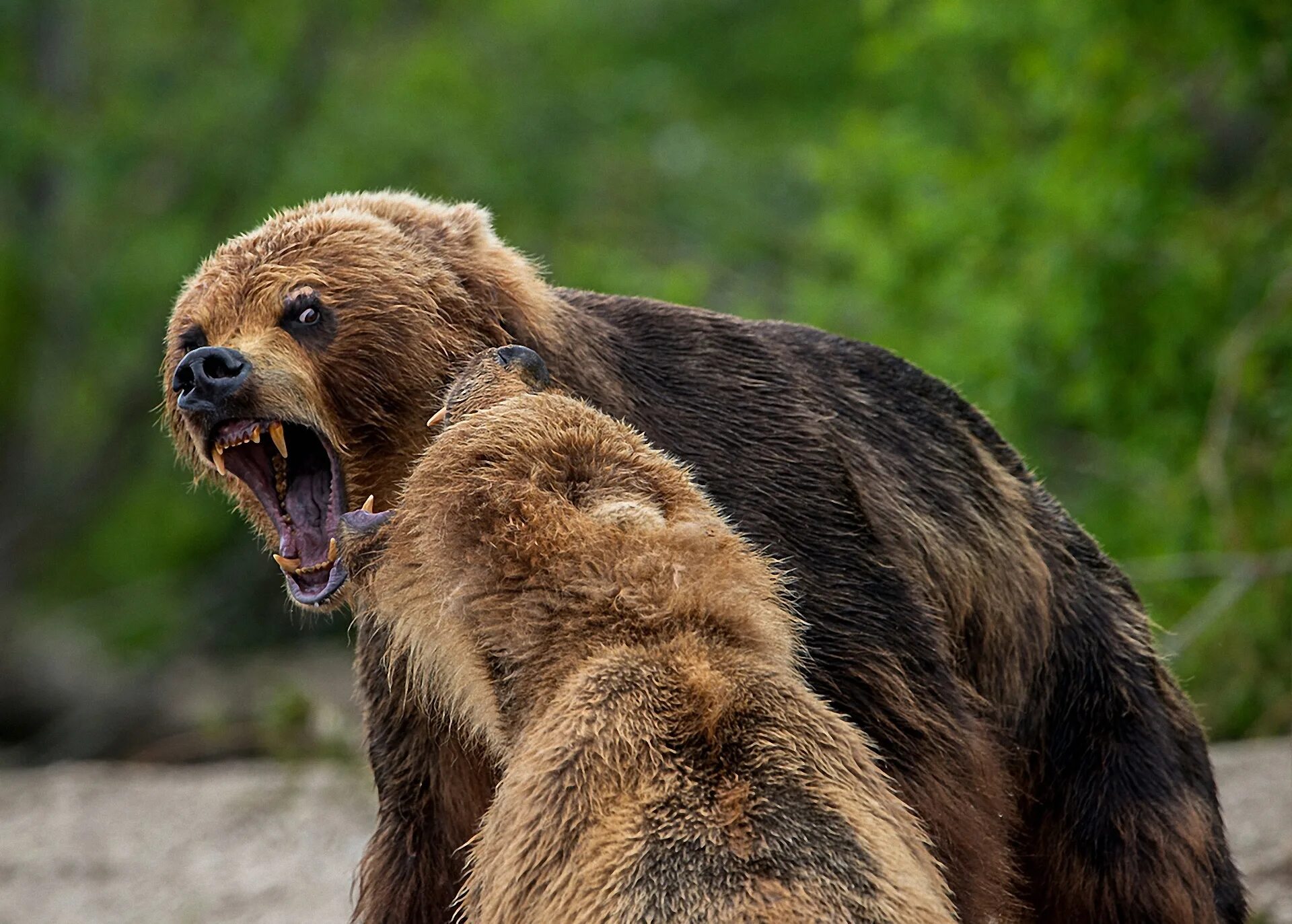 Пасла животных. Медведь Гризли. Медведь Гризли злой бешеный. Медведь Гризли злой. Агрессивный медведь.