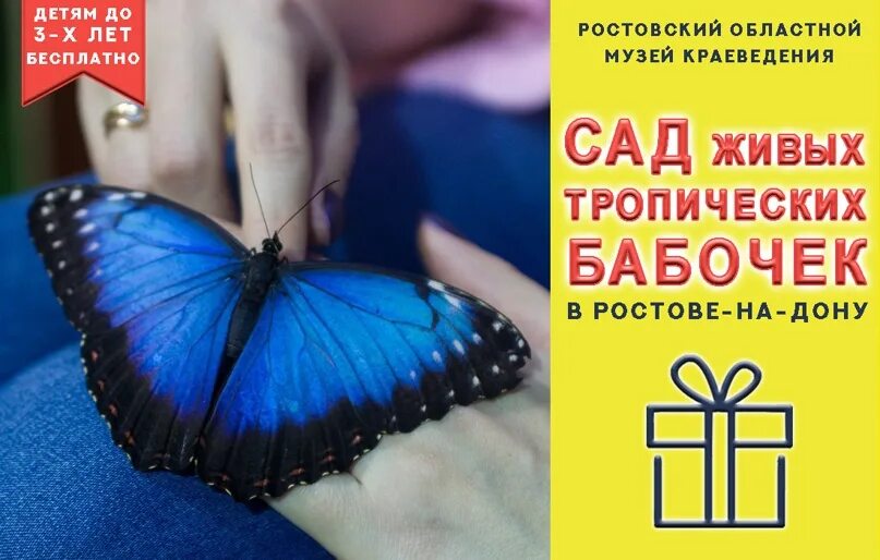 Парк бабочек копейское шоссе. Мир живых бабочек голубицкая. Музей живых бабочек тропический рай. Бабочка парусник палинур. Живые тропические бабочки оренбург.