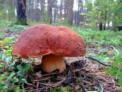 Им в гриба