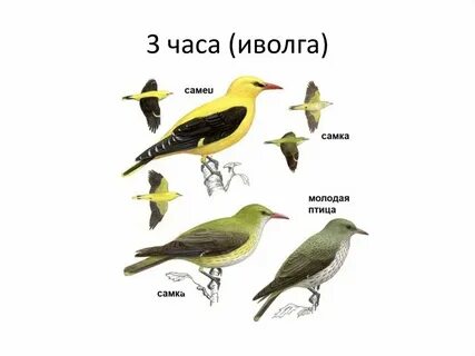 Где ходит иволга
