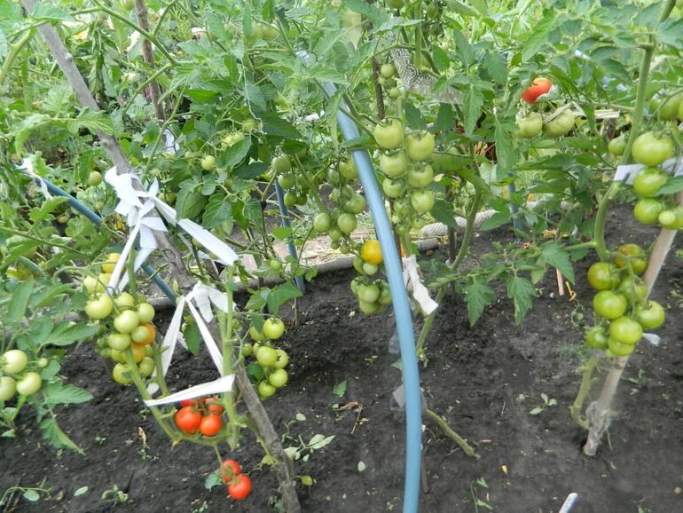 Сколько кустов помидор можно посадить. Помидорный куст. Утенок ранний кустик томатов. Способы крепления кустов помидоров. Фото кустов томат русская гармошка фото.
