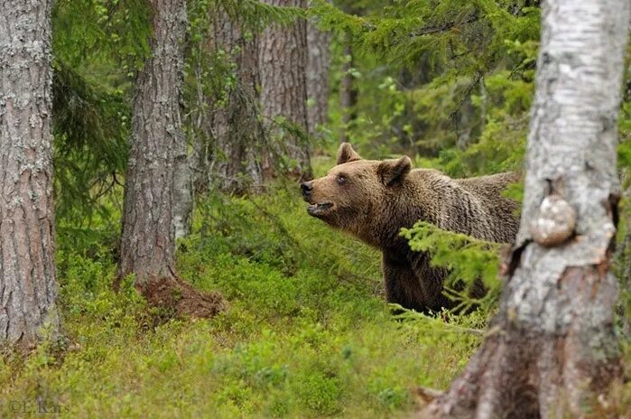 гималайская рысь. рысь в ильменском заповеднике. бурый медведь в тайге. тайга европейская часть россии животный мир. уссурийский лось.