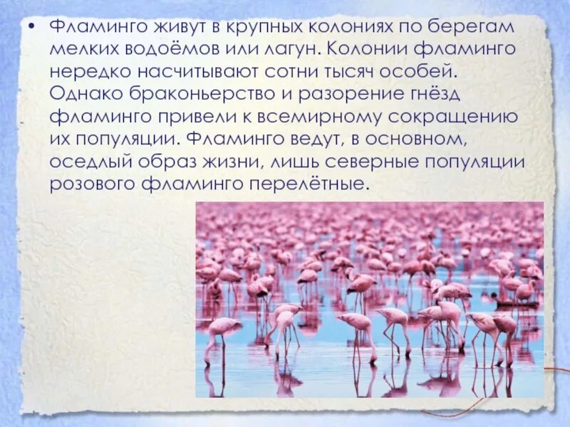 Рассказ о Фламинго. Доклад про Фламинго. Розовый Фламинго презентация. Презентация на тему Фламинго. Фламинго сообщение