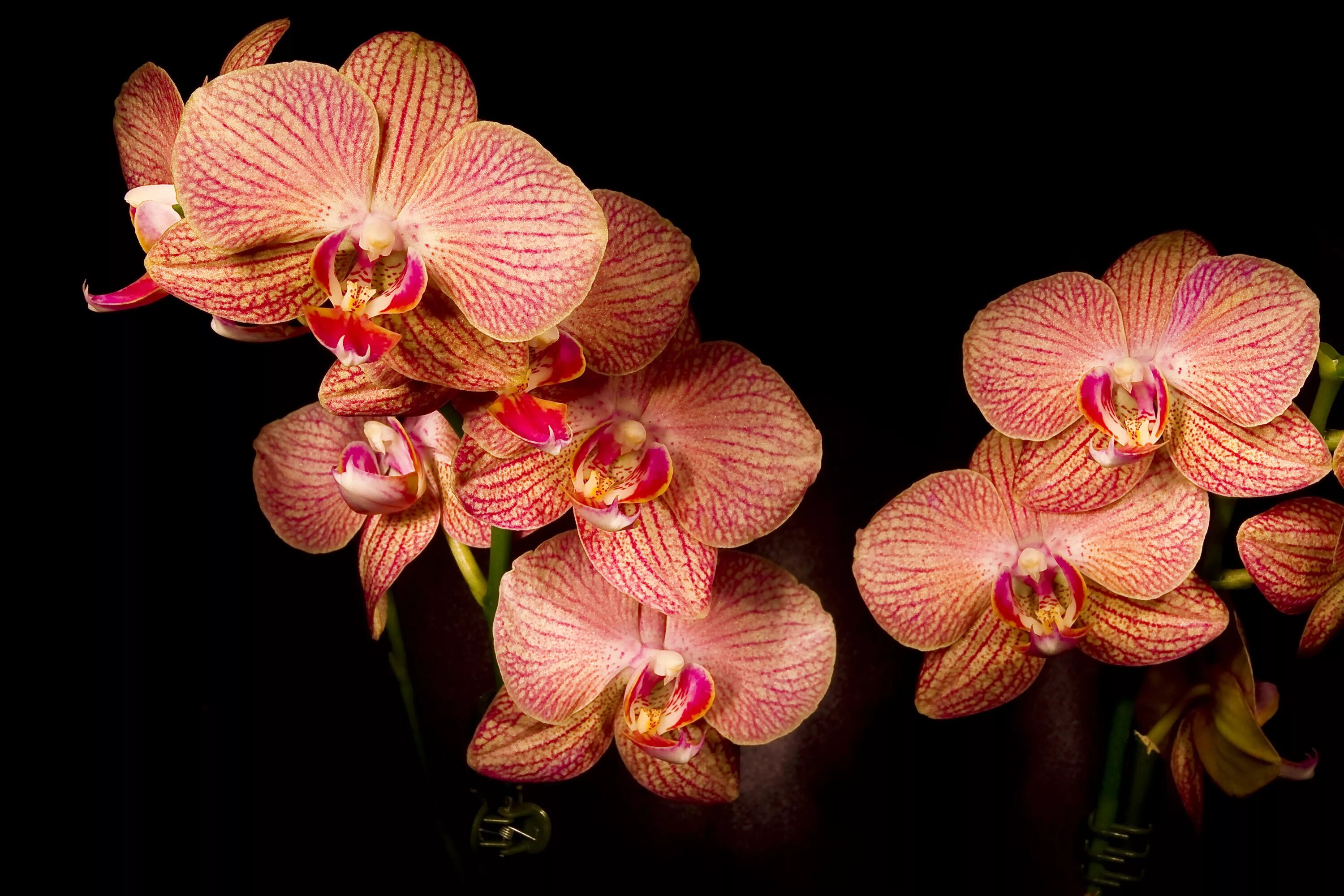 Flowers orchids. Фаленопсис Валенсия. Фаленопсис Piko Fantasy. Орхидея Бругес.