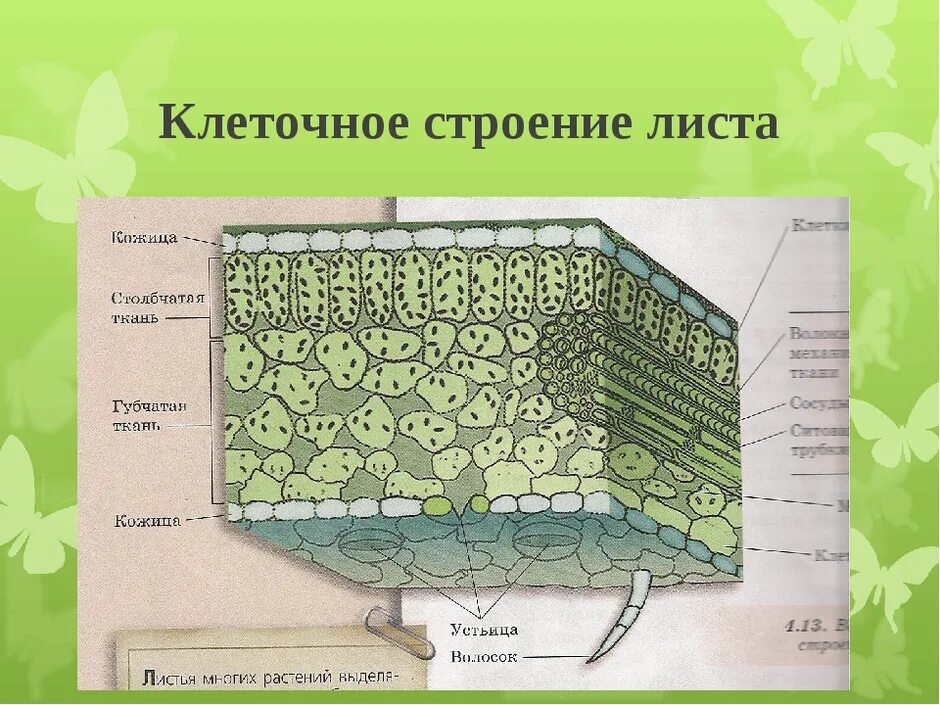Строение листа системы. Внутреннее строение листа поперечный срез рисунок. тема внешнее строение листа клеточное строение листа биология. внутренне строение листа 5 класс биология. внутреннее строение листьев 6 класс биология.