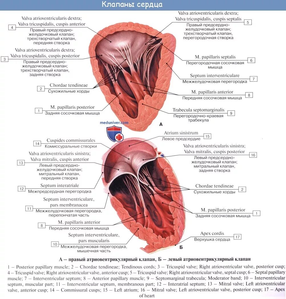 Клапаны сердца анатомия латынь. Строение сердца сосочковые мышцы. Строение левого желудочка сердца анатомия. Строение левого желудочка клапан.