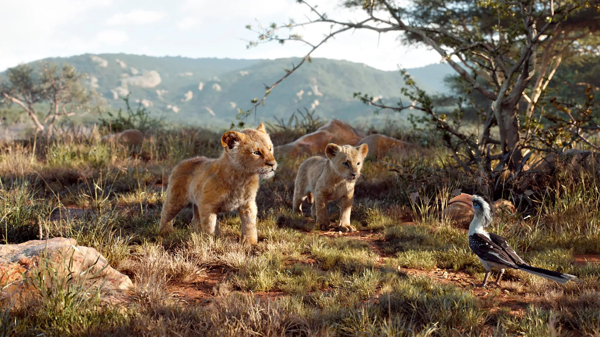 Король лев 2019 года. Король Лев 2019 Симба. «Король Лев» (США, 2019). Король Лев 2019 Зазу.