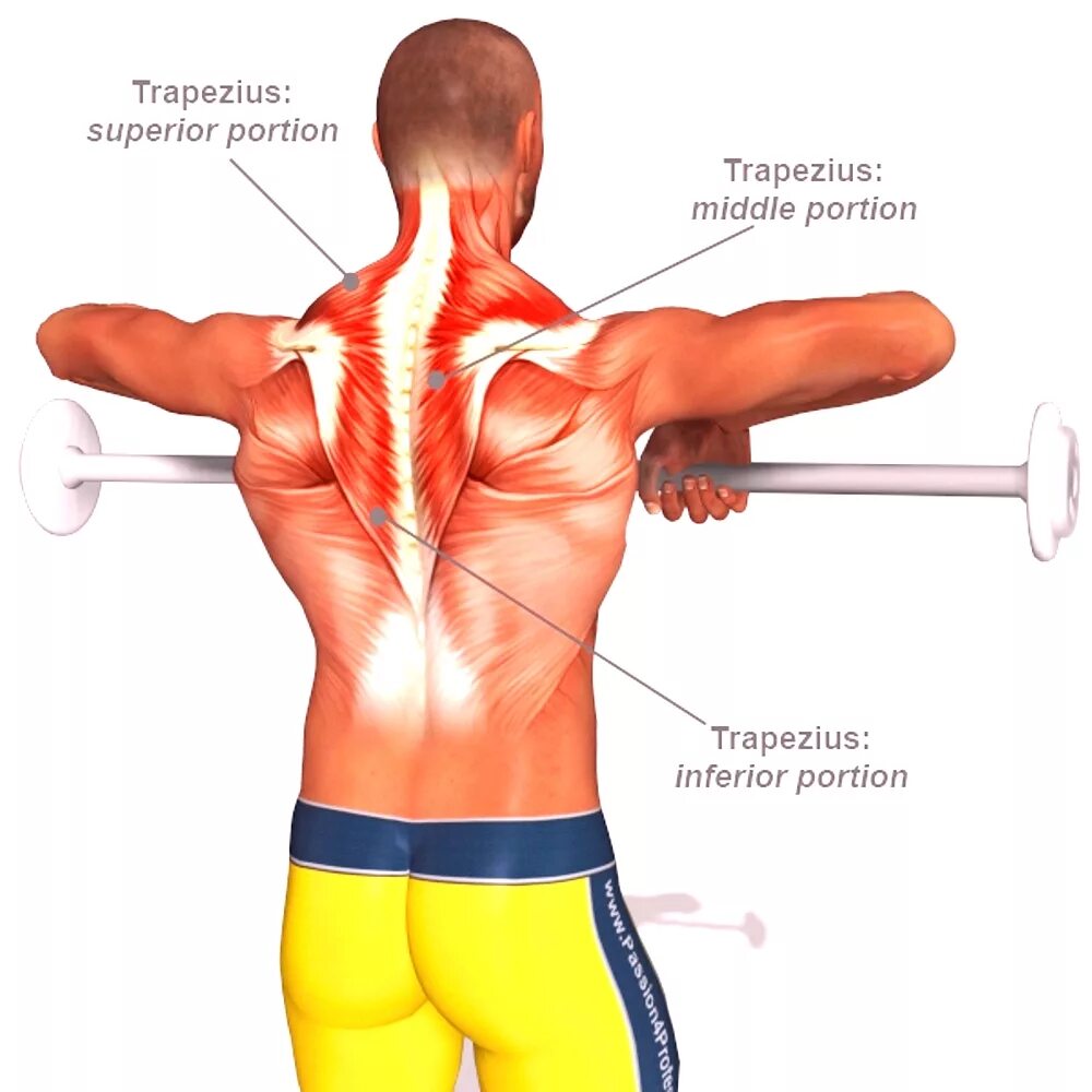 Упражнения на трапециевидную. Упражнения на трапециевидную мышцу. Трапеция мышцы спины. Трапециевидная мышца спины упражнения. Верхний пучок трапециевидной мышцы упражнения.
