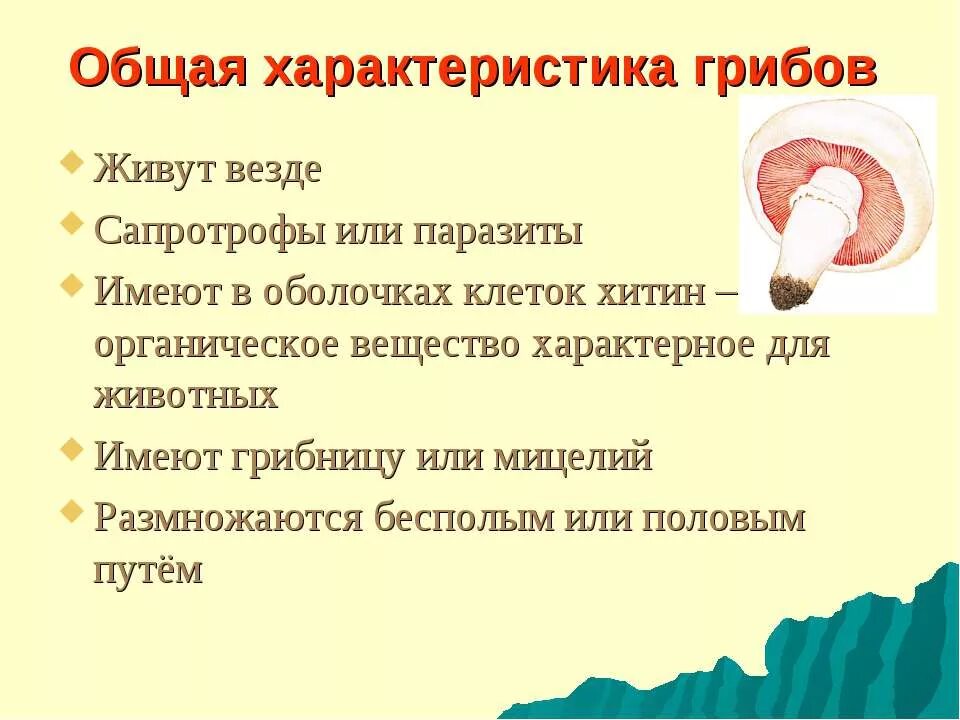 Гриб характеризуется. Общая характеристика грибов 6 класс биология. Общая характеристика грибов 6 кл. Общая характеристика грибов кратко. Характеристика грыбов.