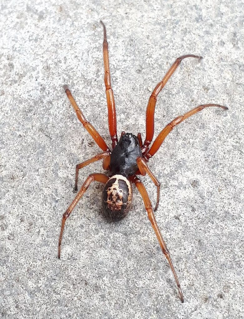 Steatoda Nobilis. Стеатода паук. Стеатода паук самец. Стеатода черная паук. Ложная вдова