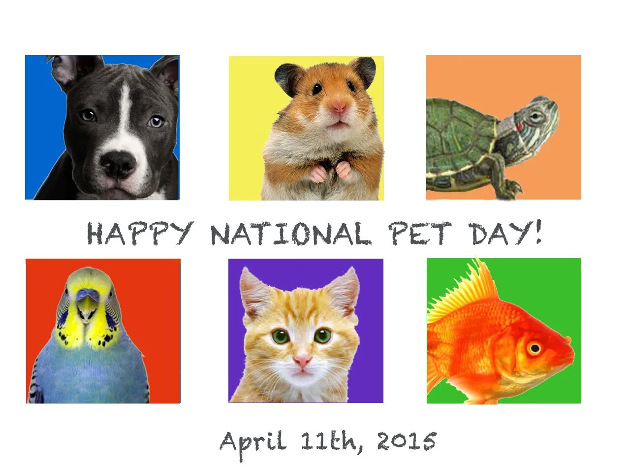 Days my pet. National Pet Day. Покажи питомца one Day. Whose Pet. Don't bring your Pet.