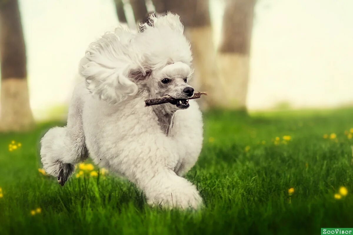 пудель джинджер. добрый пудель. веселая собака. добрый пудель. добрый пудель.