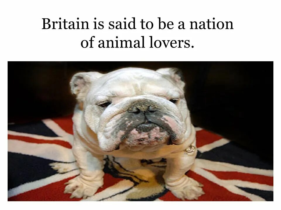 Britain is a nation. British people like Pets. British people like Pets. Британцы любит домашних животных. Animals in great Britain people in great Britain like animal. Is the uk a Nation of Pet lovers ЕГЭ ответы.