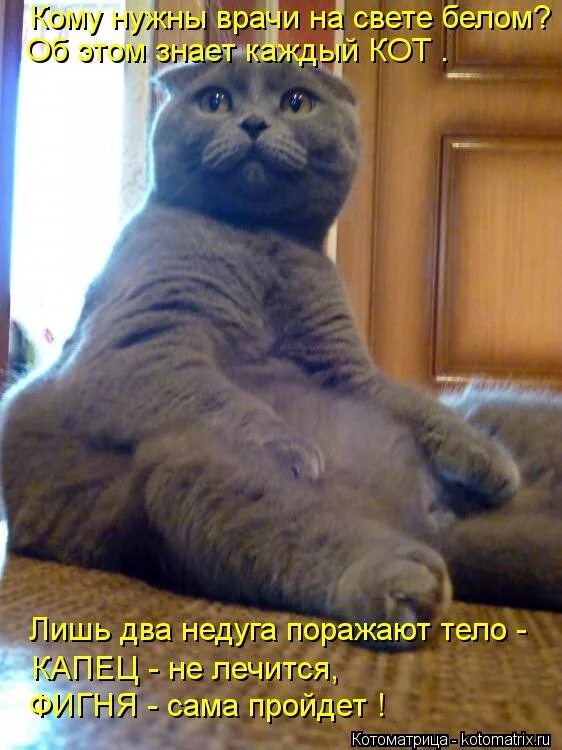 кот на дереве орет. кошачья сковородка. каждому по коту. кот у дерева юмор. закрывай рот когда жуешь картинка.