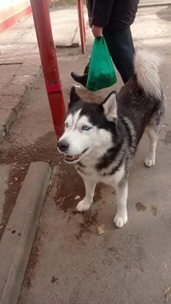 Передержка хаски. Хаски в однокомнатной квартире. Хаски грызет кнопки. Хаски просит донат. Хаски в новой банке.