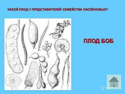 Какой плод 1
