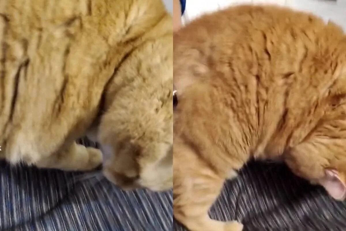 Жмыхнутый кот. Кот и лазер. Кот с мышами на голове. Видео с котиками. Кот в караоке.