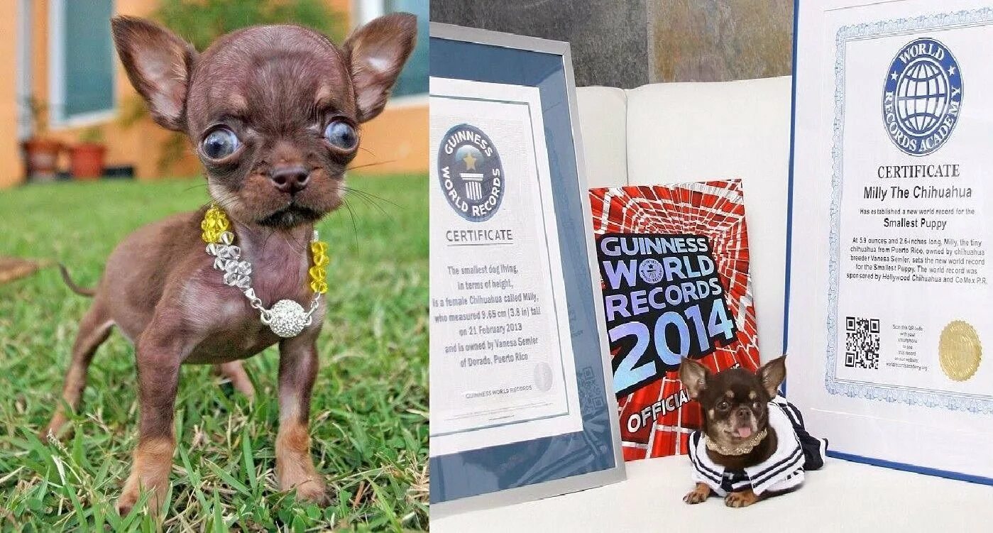 Собаки книга рекордов. Чихуахуа Милли. Чихуахуа Милли самая маленькая. Самая маленькая собачка чихуахуа Милли. Чихуахуа Милли из Пуэрто-Рико.