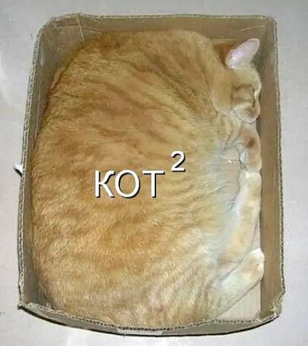 Кот квадратный какая. Прямоугольный кот. Квадратный котик. Кот в квадрате.
