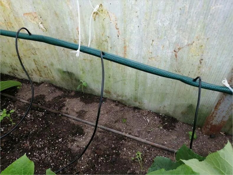 Как сделать шланг капельного полива. Капельный полив в теплице. капельный автополив для теплицы. капельный полив для теплицы из бочки. шланг для парника.