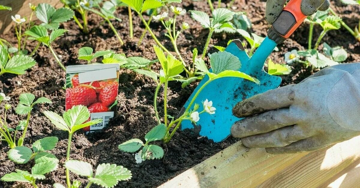 Весенний уход за клубникой. Рыхление клубники. Рыхление клубники весной. Клубника в огороде. Клубнику весной рыхлят.