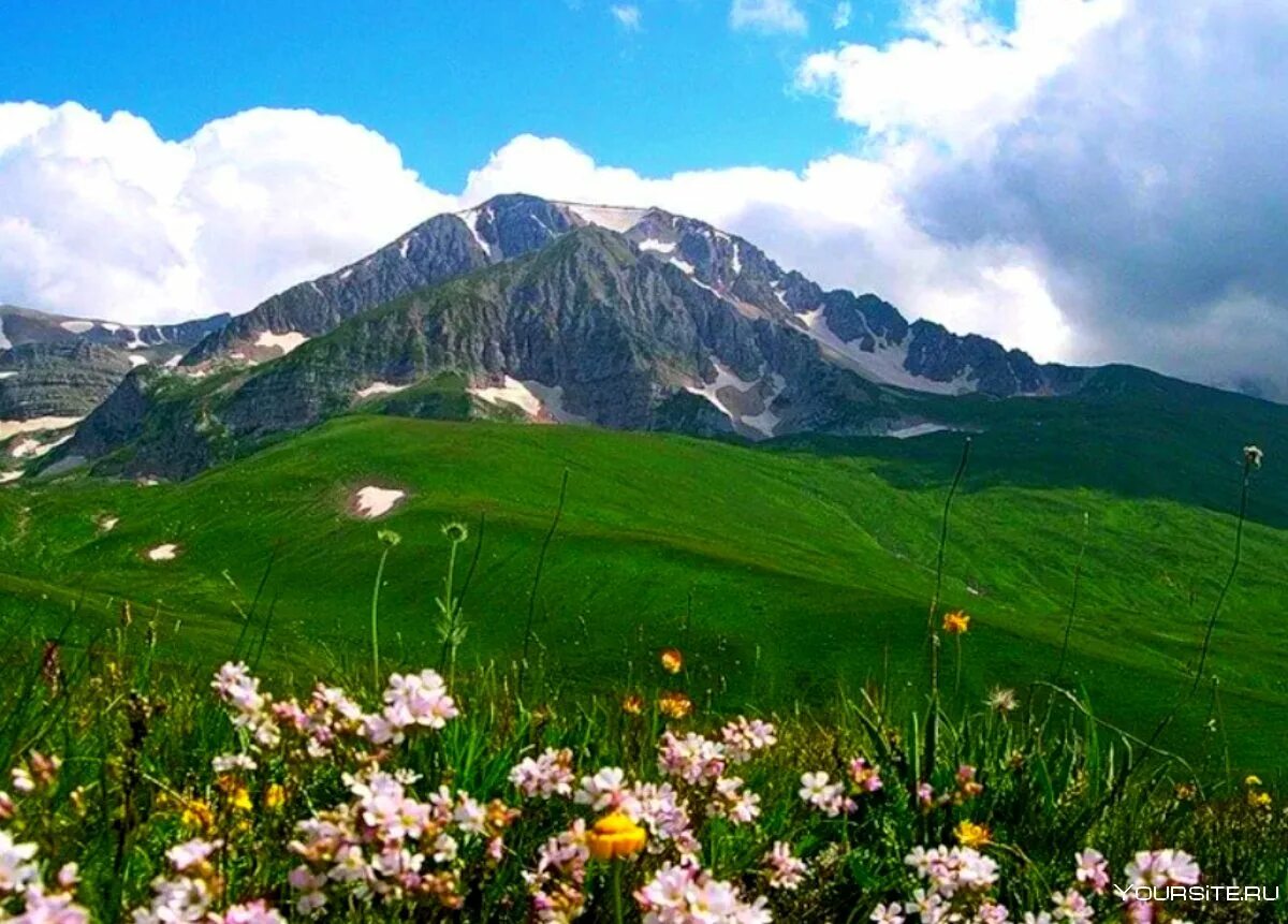 Северный кавказ специализируется на выращивании. Плато Лаго-Наки Альпийские Луга. Альпийские Луга Лагонаки. Альпийские Луга Адыгея Лагонаки. Альпийские Луша Лаго Наки.
